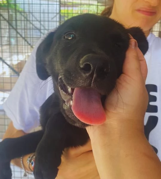 NINFA cucciola allegra e dolce 3 mesi cerca casa | Foto 3