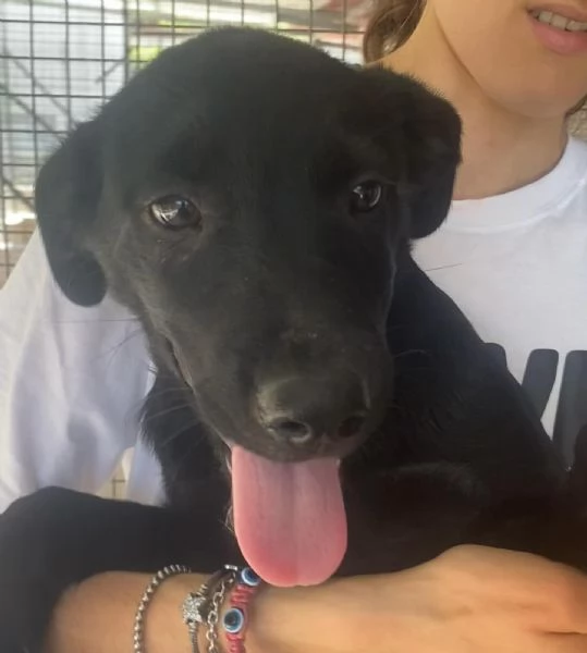 NINFA cucciola allegra e dolce 3 mesi cerca casa | Foto 2