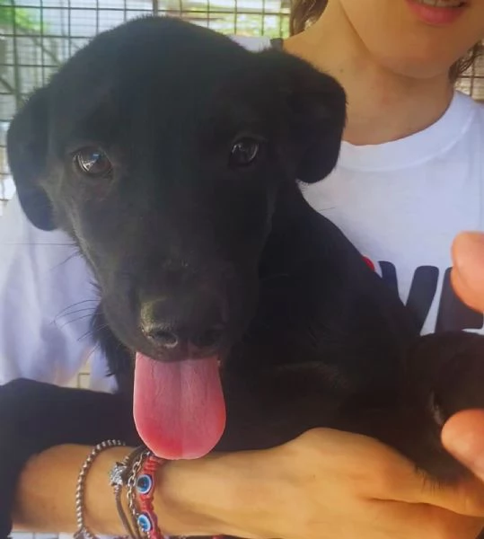 NINFA cucciola allegra e dolce 3 mesi cerca casa | Foto 1