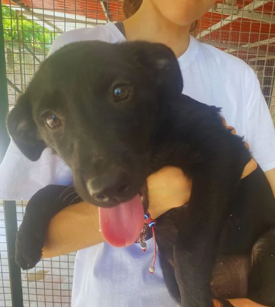 NINFA cucciola allegra e dolce 3 mesi cerca casa | Foto 0