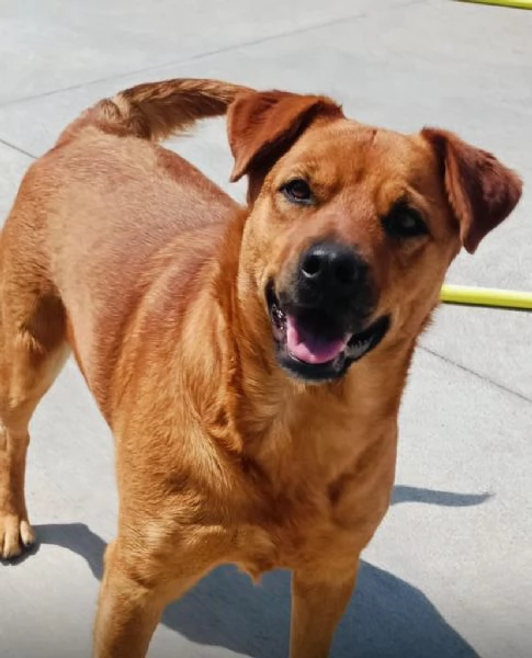 Alanis dolce cagnolina 2 anni cerca casa  adozione canile di Latina | Foto 3