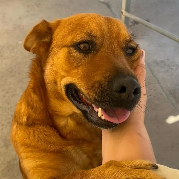 Alanis dolce cagnolina 2 anni cerca casa  adozione canile di Latina | Foto 2