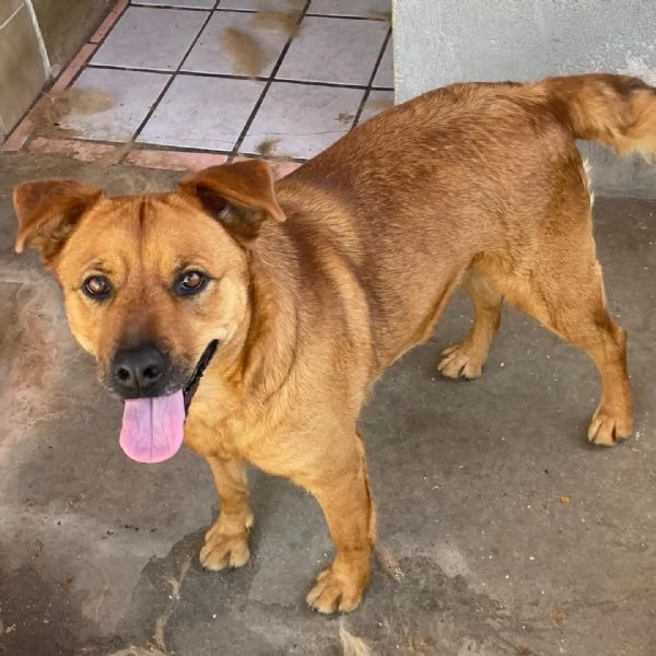 Alanis dolce cagnolina 2 anni cerca casa  adozione canile di Latina | Foto 1