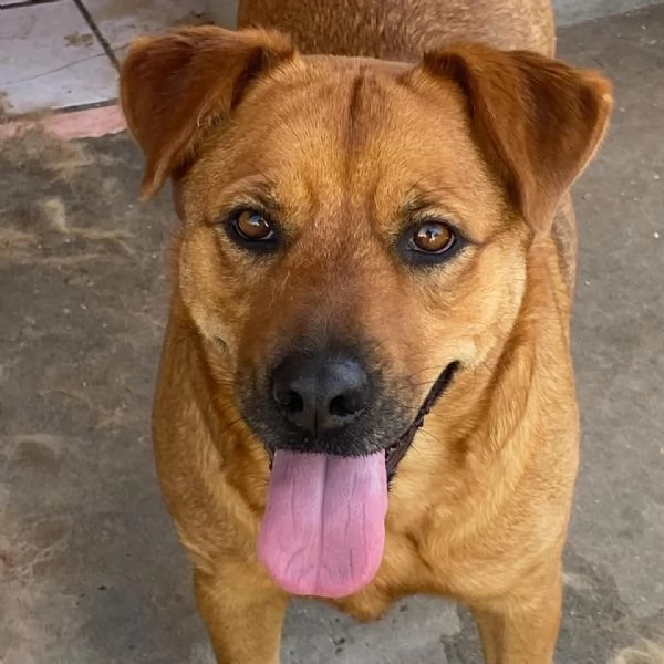 Alanis dolce cagnolina 2 anni cerca casa  adozione canile di Latina