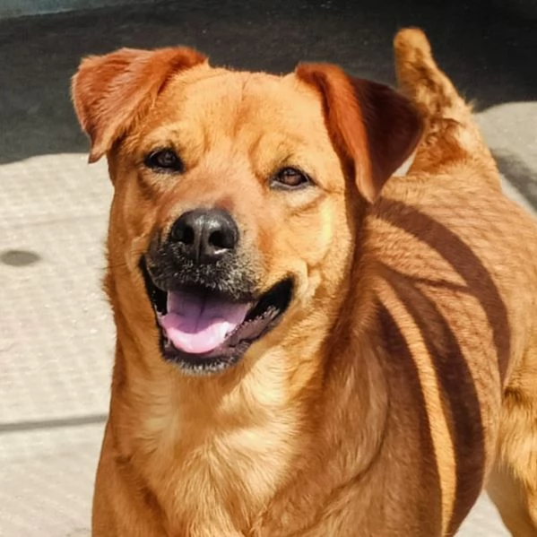 Alanis dolce cagnolina 2 anni cerca casa  adozione canile di Latina | Foto 0