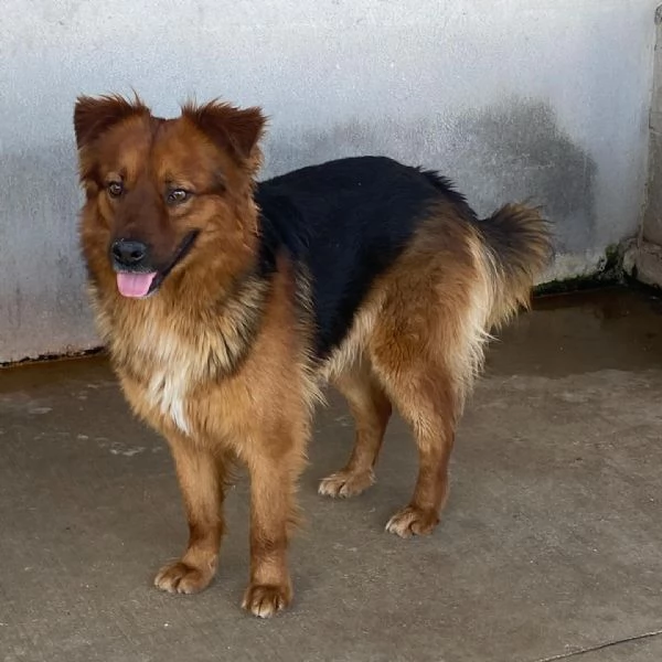 WHISKY dolce cagnolino 4 anni cerca casa  | Foto 4
