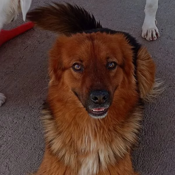 WHISKY dolce cagnolino 4 anni cerca casa  | Foto 3