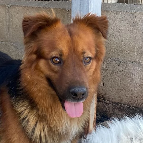 WHISKY dolce cagnolino 4 anni cerca casa  | Foto 1
