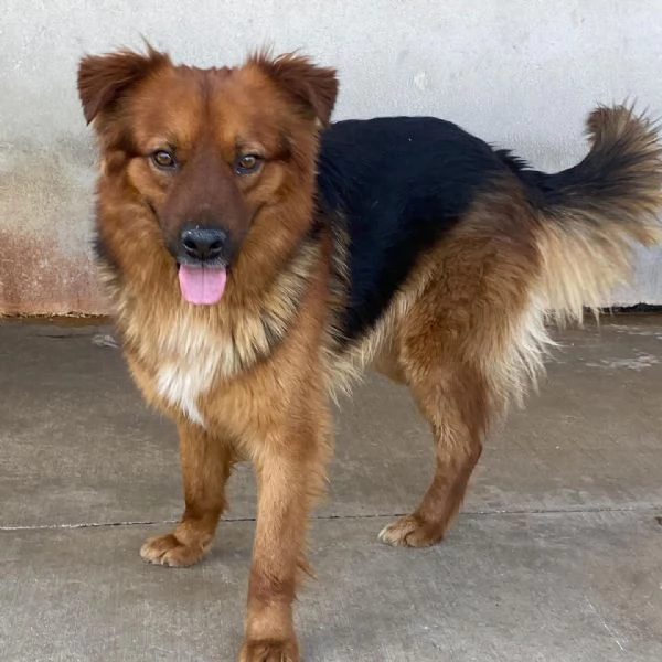 WHISKY dolce cagnolino 4 anni cerca casa 