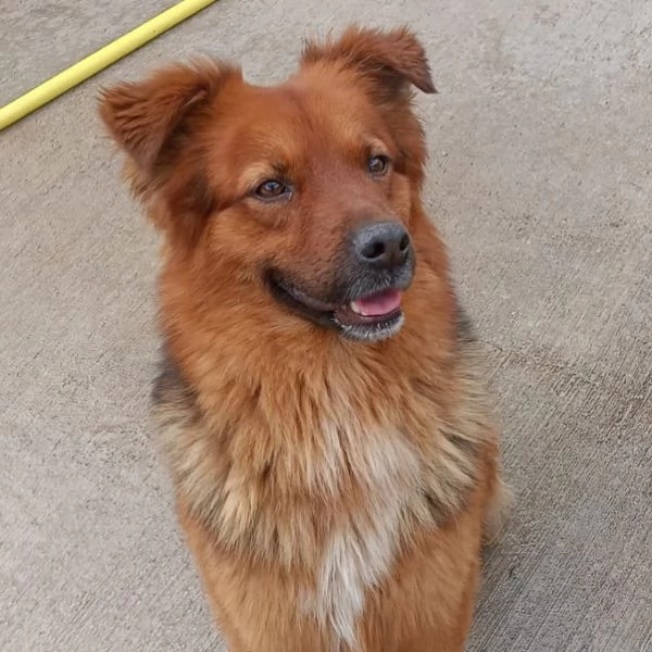 WHISKY dolce cagnolino 4 anni cerca casa  | Foto 0