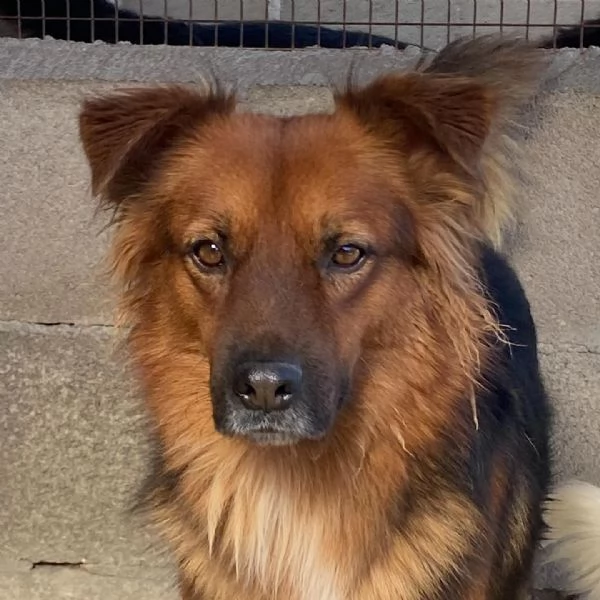 WHISKY dolce cagnolino 4 anni cerca casa  | Foto 2