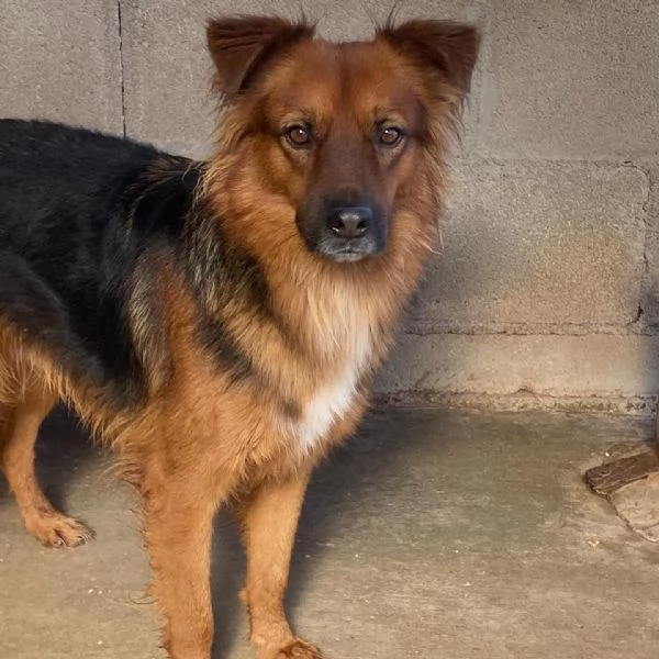 WHISKY dolce cagnolino 4 anni cerca casa  | Foto 1