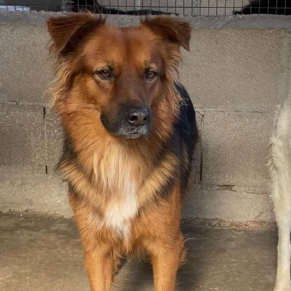 WHISKY dolce cagnolino 4 anni cerca casa  | Foto 0