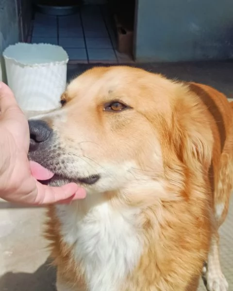 AXL ROSE dolce cagnolone 5 anni cerca casa  derivato Golden  | Foto 4