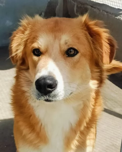 AXL ROSE dolce cagnolone 5 anni cerca casa  derivato Golden  | Foto 3
