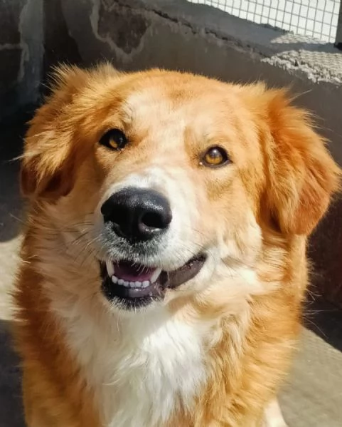 AXL ROSE dolce cagnolone 5 anni cerca casa  derivato Golden  | Foto 2