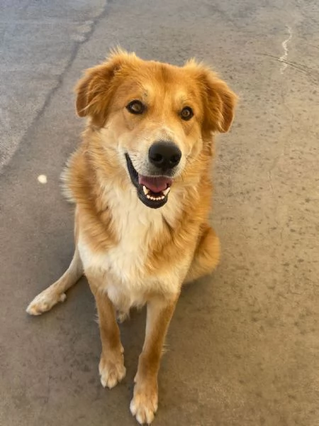 AXL ROSE dolce cagnolone 5 anni cerca casa  derivato Golden  | Foto 1