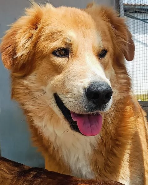 AXL ROSE dolce cagnolone 5 anni cerca casa  derivato Golden  | Foto 0