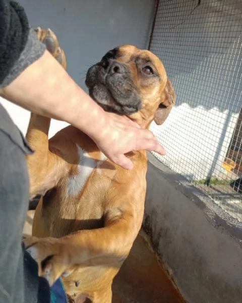 ARTEMIS coccolona 4 anni cerca casa  derivato BOXER | Foto 4