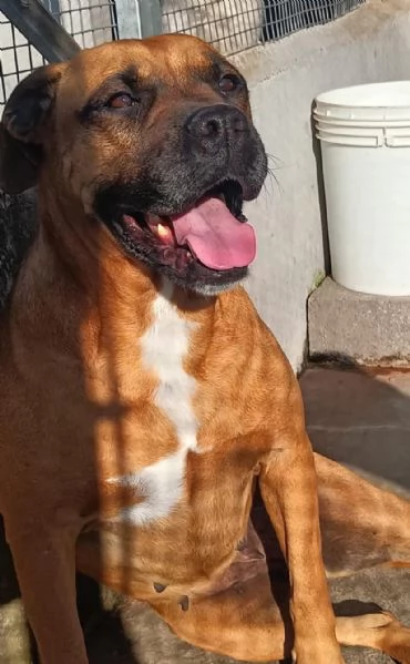 ARTEMIS coccolona 4 anni cerca casa  derivato BOXER | Foto 3