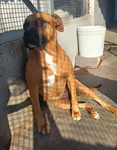 ARTEMIS coccolona 4 anni cerca casa  derivato BOXER | Foto 2