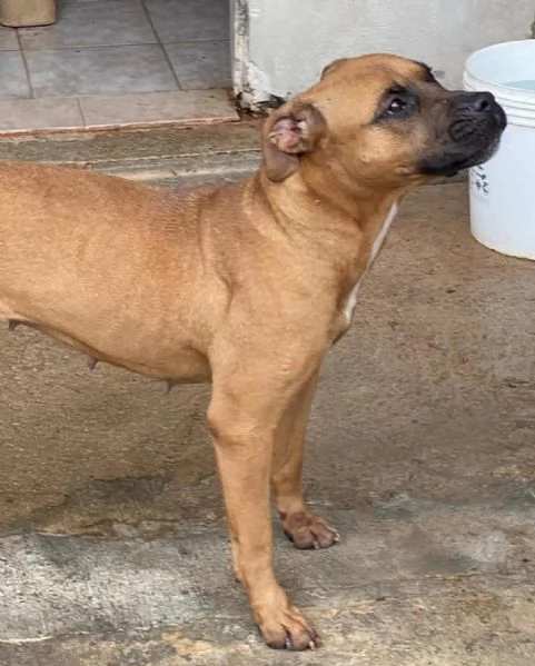 ARTEMIS coccolona 4 anni cerca casa  derivato BOXER | Foto 1