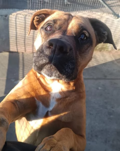 ARTEMIS coccolona 4 anni cerca casa  derivato BOXER