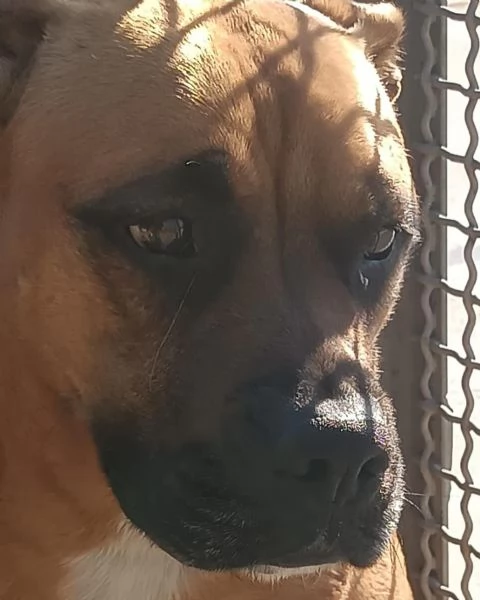 ARTEMIS coccolona 4 anni cerca casa  derivato BOXER | Foto 0