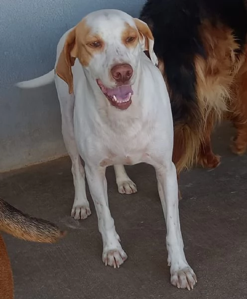 Cappuccino cagnolino dolce ed affettuoso cerca casa PER SEMPRE | Foto 5