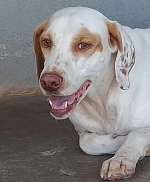Cappuccino cagnolino dolce ed affettuoso cerca casa PER SEMPRE | Foto 4