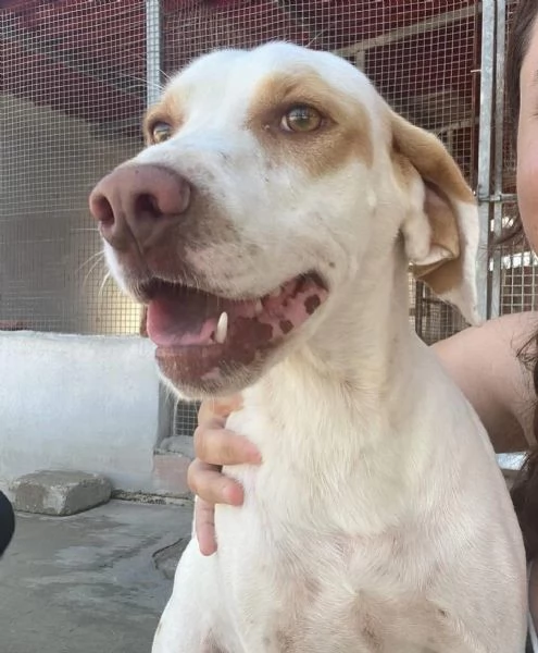Cappuccino cagnolino dolce ed affettuoso cerca casa PER SEMPRE | Foto 3