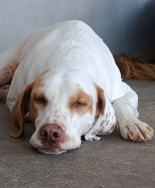 Cappuccino cagnolino dolce ed affettuoso cerca casa PER SEMPRE | Foto 2