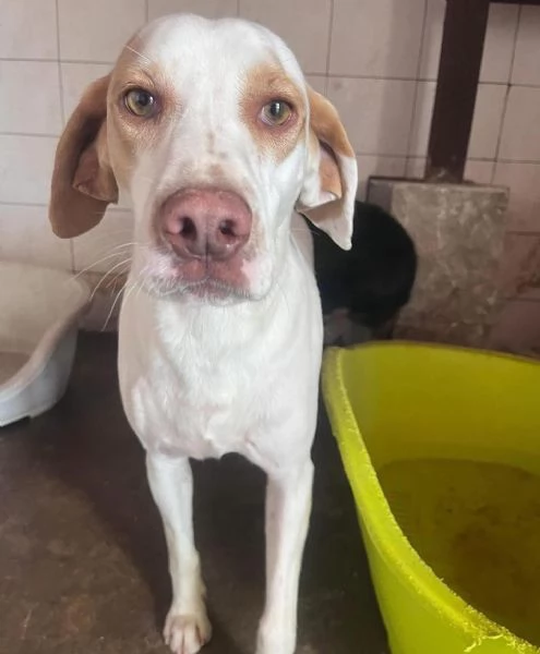 Cappuccino cagnolino dolce ed affettuoso cerca casa PER SEMPRE