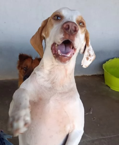 Cappuccino cagnolino dolce ed affettuoso cerca casa PER SEMPRE | Foto 1