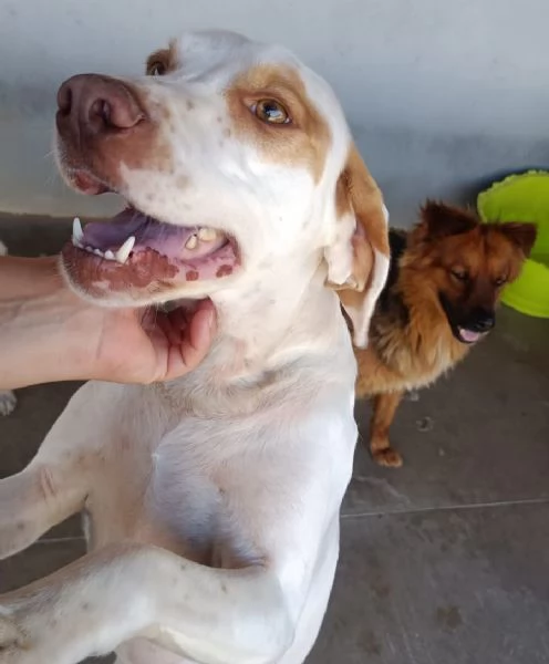Cappuccino cagnolino dolce ed affettuoso cerca casa PER SEMPRE | Foto 0