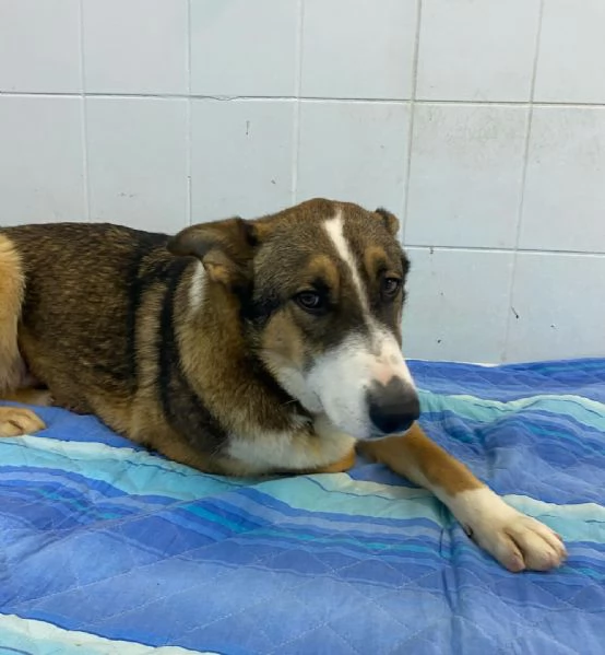 SHIVA cagnolina 2 anni cerca casa  adozione canile di Latina | Foto 3