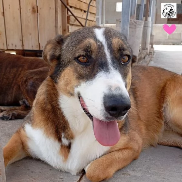 SHIVA cagnolina 2 anni cerca casa  adozione canile di Latina