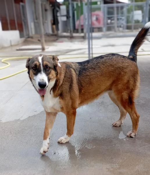 SHIVA cagnolina 2 anni cerca casa  adozione canile di Latina | Foto 2