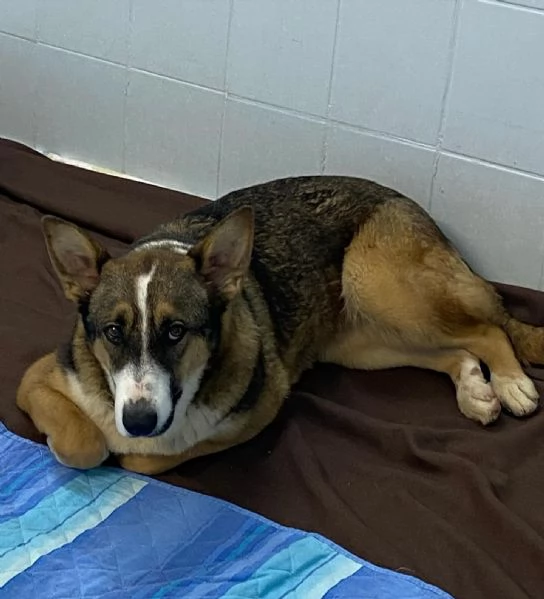 SHIVA cagnolina 2 anni cerca casa  adozione canile di Latina | Foto 1