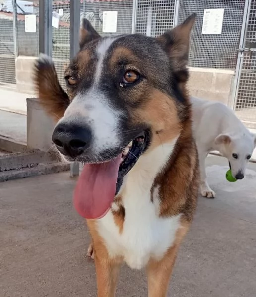 SHIVA cagnolina 2 anni cerca casa  adozione canile di Latina | Foto 0