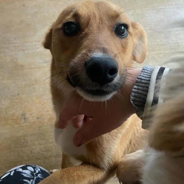 Cerbiatto dolce cagnolino 2 anni cerca casa  adozione canile Latina | Foto 6