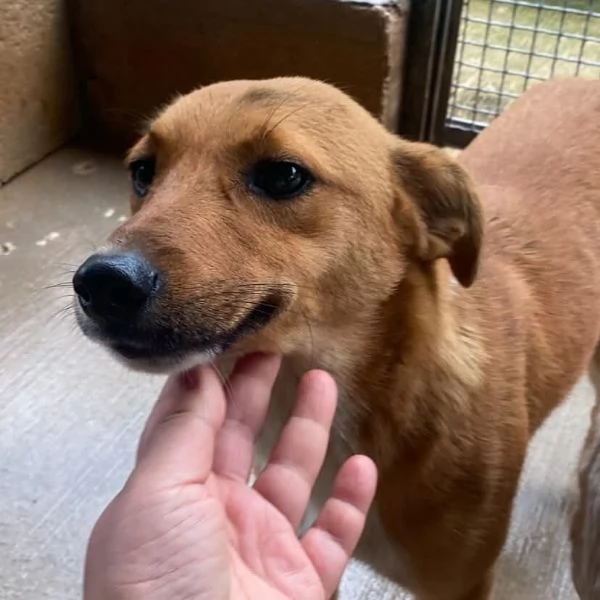 Cerbiatto dolce cagnolino 2 anni cerca casa  adozione canile Latina | Foto 5