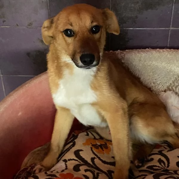 Cerbiatto dolce cagnolino 2 anni cerca casa  adozione canile Latina | Foto 4