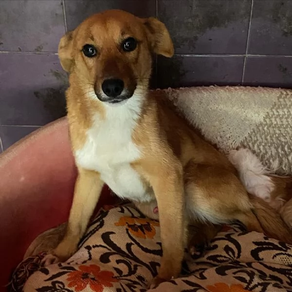 Cerbiatto dolce cagnolino 2 anni cerca casa  adozione canile Latina | Foto 3