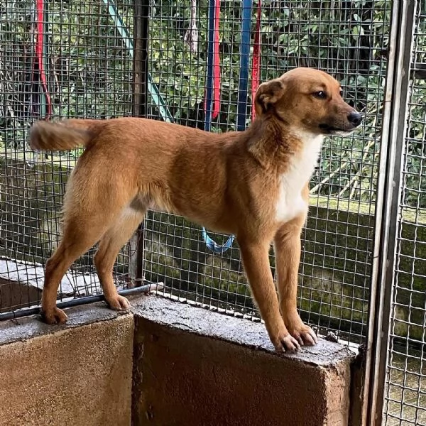 Cerbiatto dolce cagnolino 2 anni cerca casa  adozione canile Latina | Foto 2