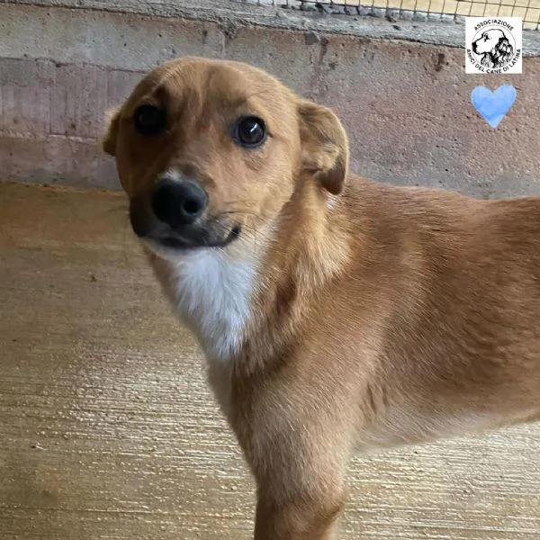 Cerbiatto dolce cagnolino 2 anni cerca casa  adozione canile Latina