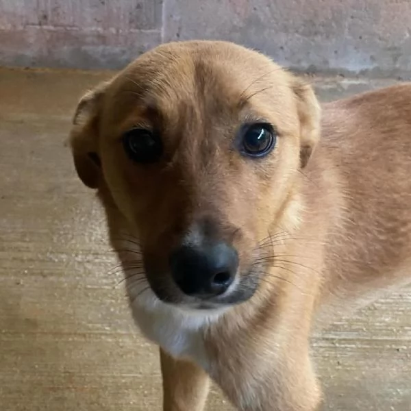 Cerbiatto dolce cagnolino 2 anni cerca casa  adozione canile Latina | Foto 1