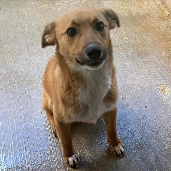 Cerbiatto dolce cagnolino 2 anni cerca casa  adozione canile Latina | Foto 0