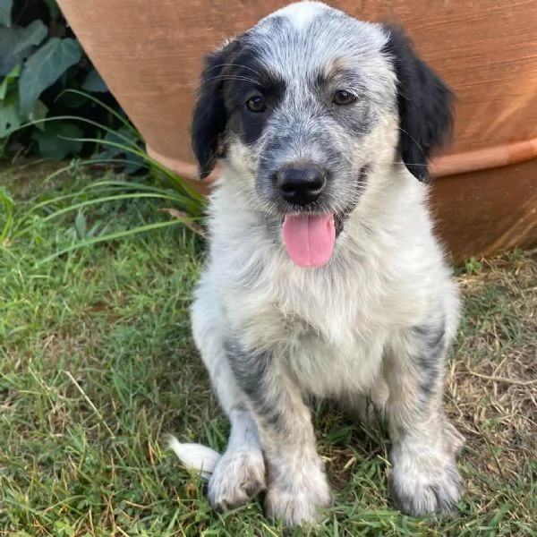 ONDA cucciola allegra ed affettuosa  2 mesi  cerca adozione | Foto 6
