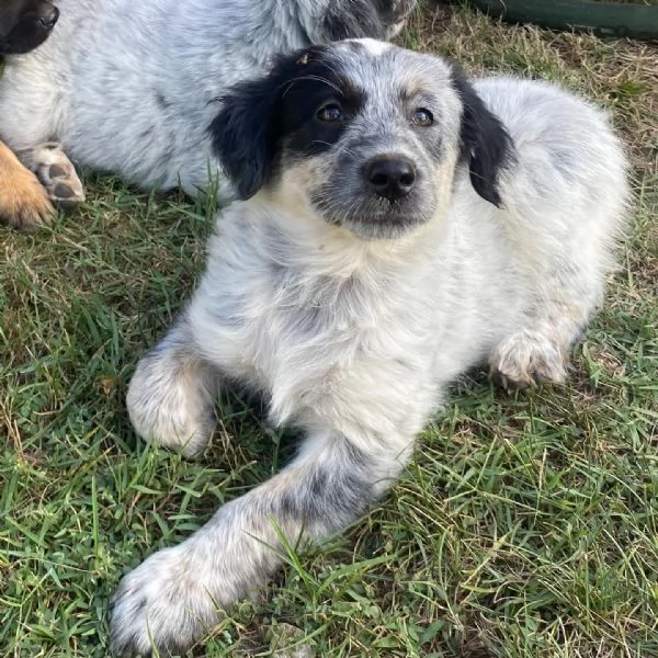 ONDA cucciola allegra ed affettuosa  2 mesi  cerca adozione | Foto 5